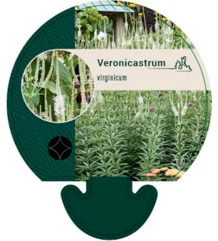 Virginianveronika